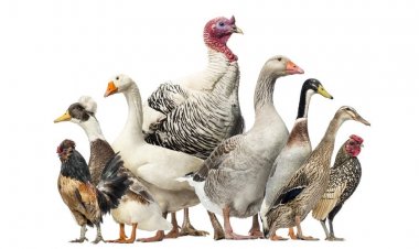 France-Grippe aviaire : Les volailles de 46 départements, confinées