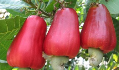 Afrique de l’Ouest : les Usa vont booster le secteur du cajou dans 5 pays   