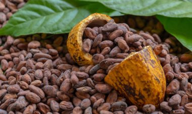 Cacao : «la Côte d'Ivoire et le Ghana s'insurgent contre deux chocolatiers américains»