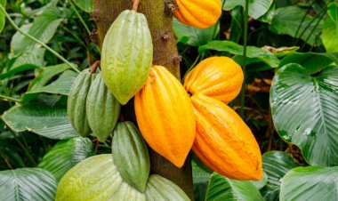 Côte d’Ivoire : « Le cacao s’écoule à peine à 1000 F, le kg » (Exportateur)