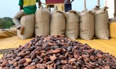 Côte d’Ivoire-Commercialisation : les conditions des 6 multinationales au Conseil café-cacao