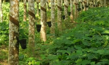 Côte d'Ivoire-Caoutchouc : la Saph va construire la plus grande usine d’Afrique