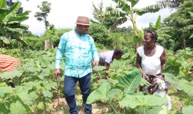 CI-Daoukro: Olivier Akoto dans les champs-pilotes de gombo