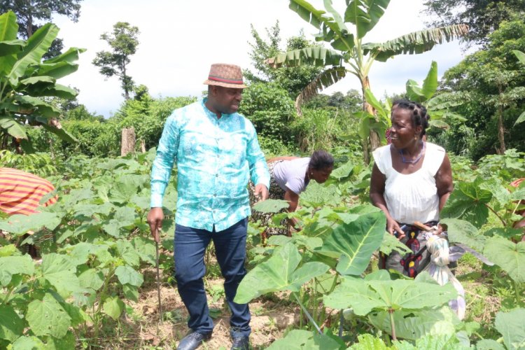 CI-Daoukro: Olivier Akoto dans les champs-pilotes de gombo