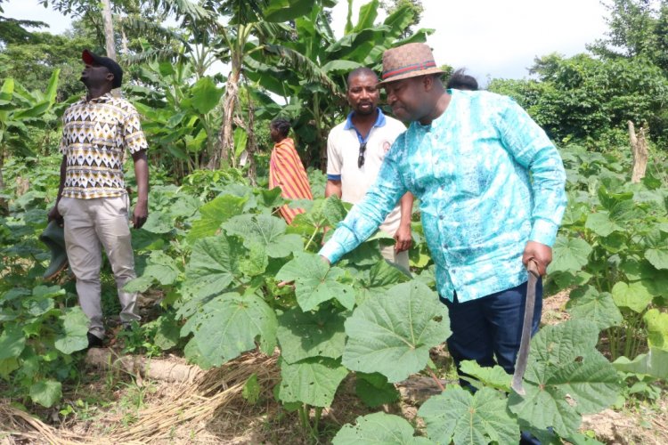CI-Daoukro: Olivier Akoto dans les champs-pilotes de gombo