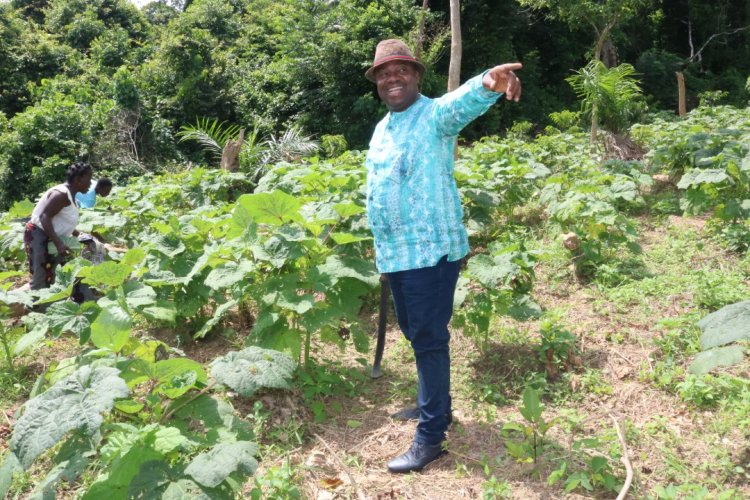 CI-Daoukro: Olivier Akoto dans les champs-pilotes de gombo