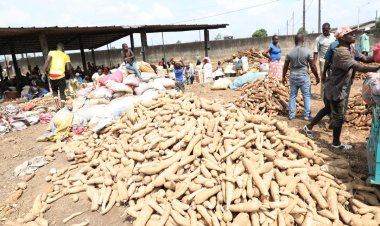 Côte d’Ivoire (alimentation) : le manioc, « désormais très sécurisé »