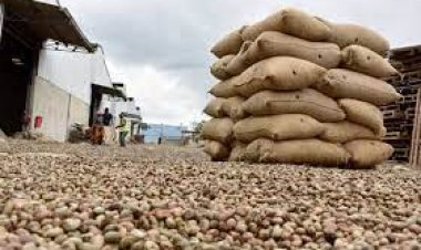 Côte d’Ivoire (Cajou) : la  « main tendue » des  petits transformateurs !  