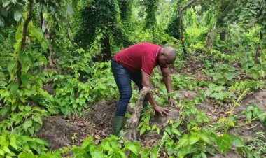 Côte d'Ivoire (Foncier rural) : « Vous continuez à brader nos terres, non ? » (V. Toh Bi Irié, pdt Aube nouvelle)