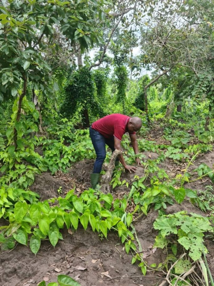 Côte d'Ivoire (Foncier rural) : « Vous continuez à brader nos terres, non ? » (V. Toh Bi Irié, pdt Aube nouvelle)