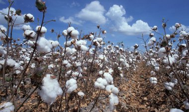 Côte d'Ivoire (Coton) / Campagne 2025-2026 : le 1er choix fixé à 310 F.CFA/KG